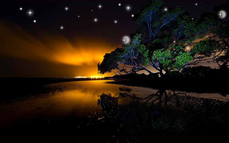 Tree on Wet Sand