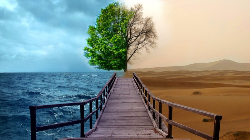 Tree on Wooden Bridge — Blue