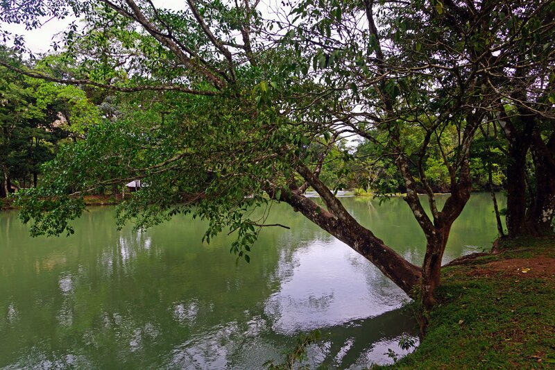 Tree over a calm lake
