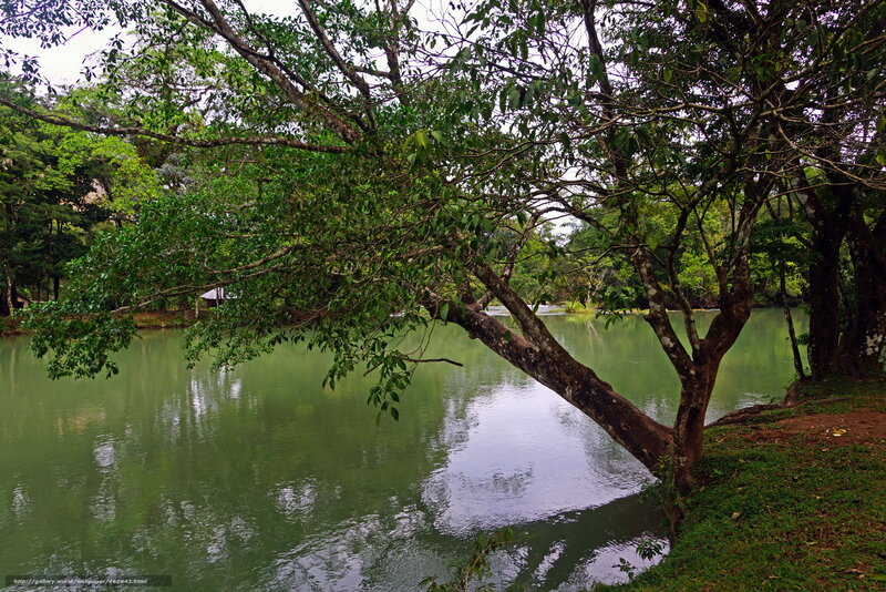 Tree over a calm lake