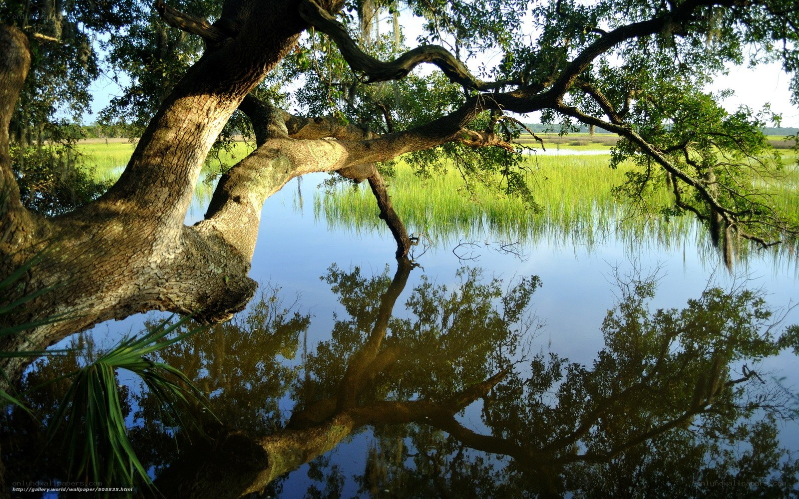 Tree over calm water reflection
