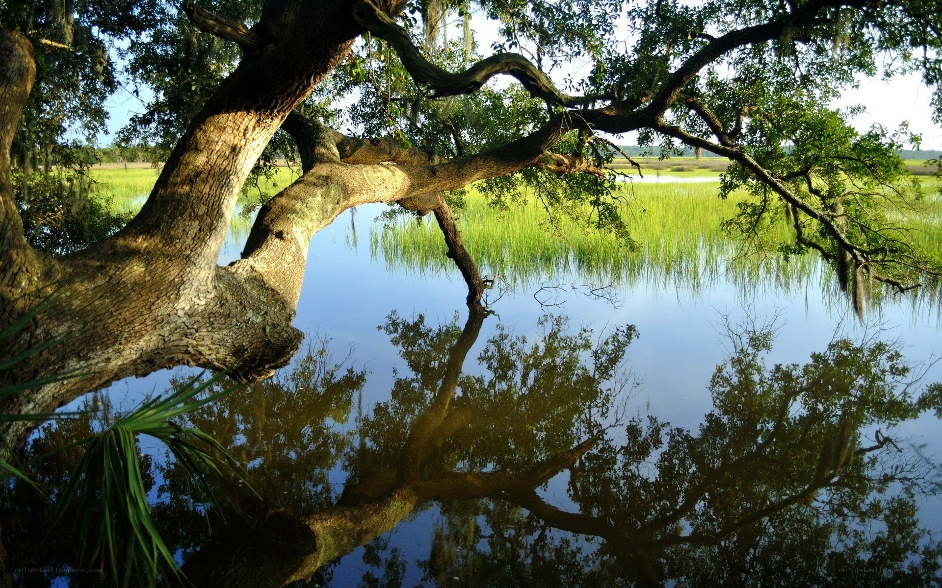 Tree over calm water reflection