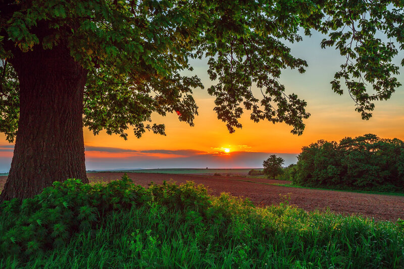 Tree over Field at Sunset