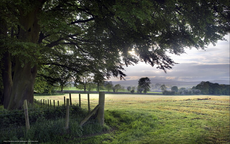 Tree over Field