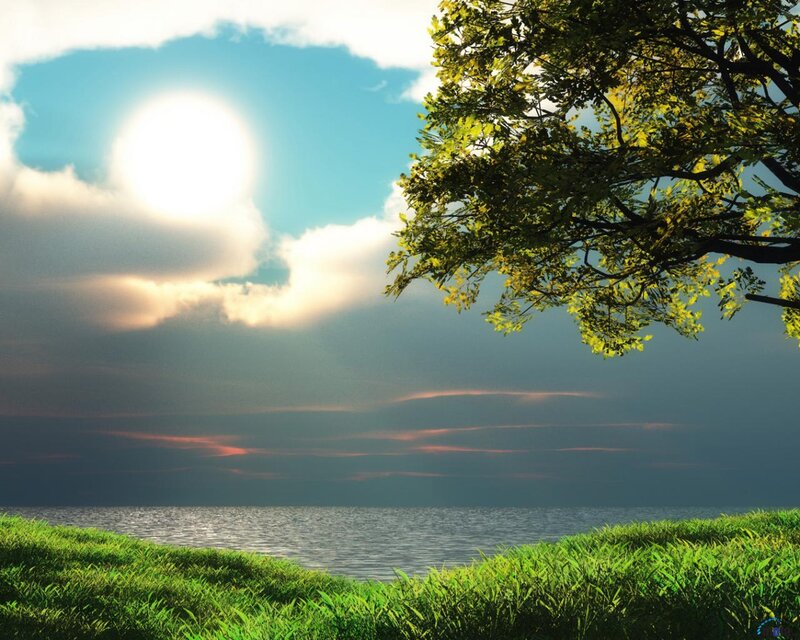 Tree over Grassy Shore — Green, Serene, Afternoon