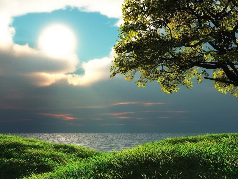Tree over Grassy Shore