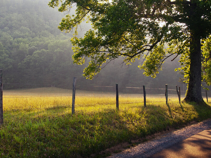 Tree over Gravel Road