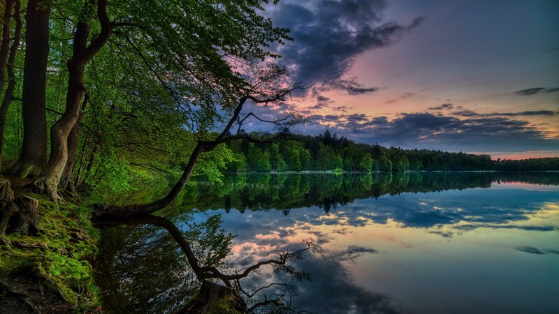 Tree over Lake at Dusk — Green