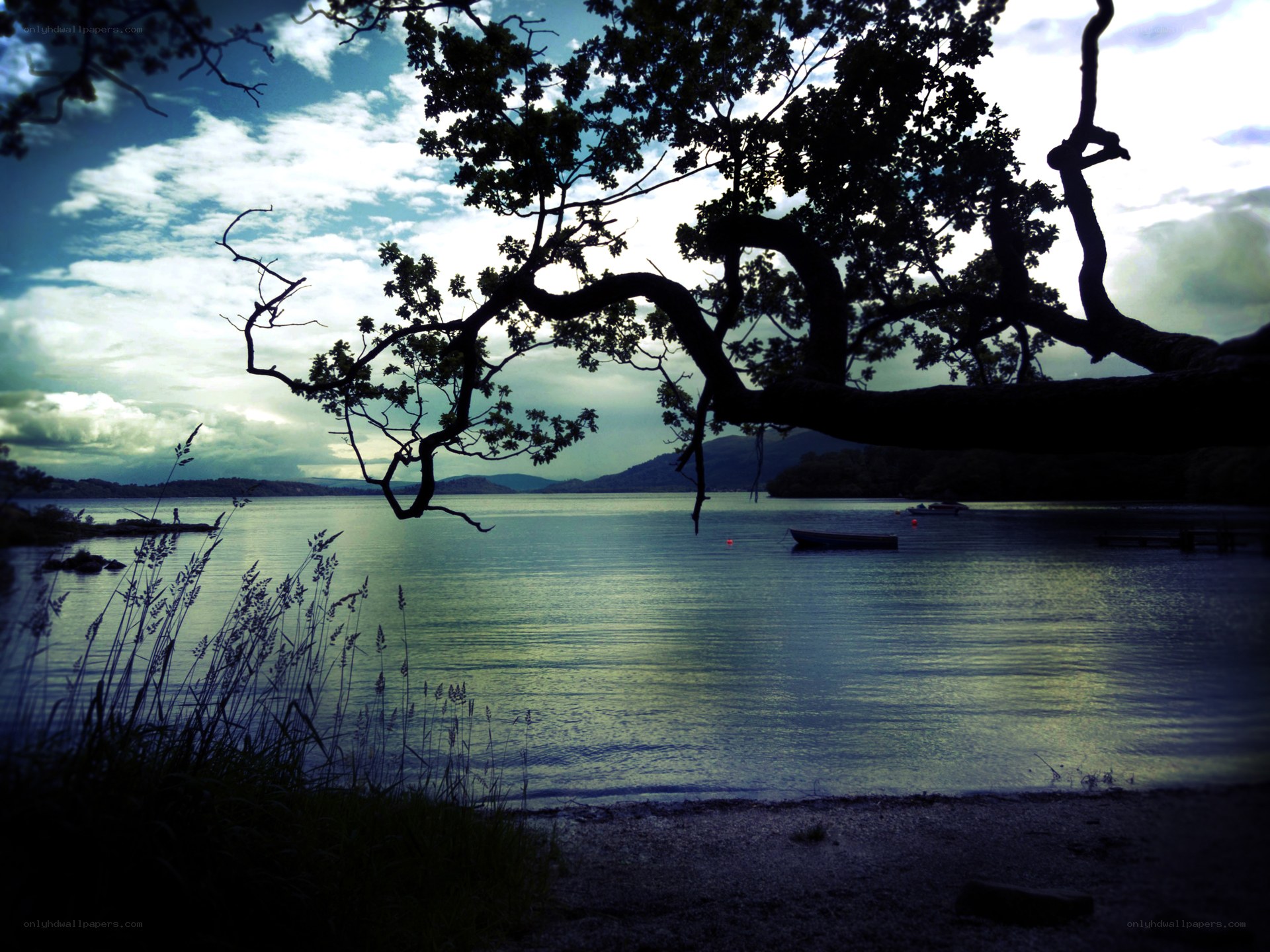 Tree over lake at dusk