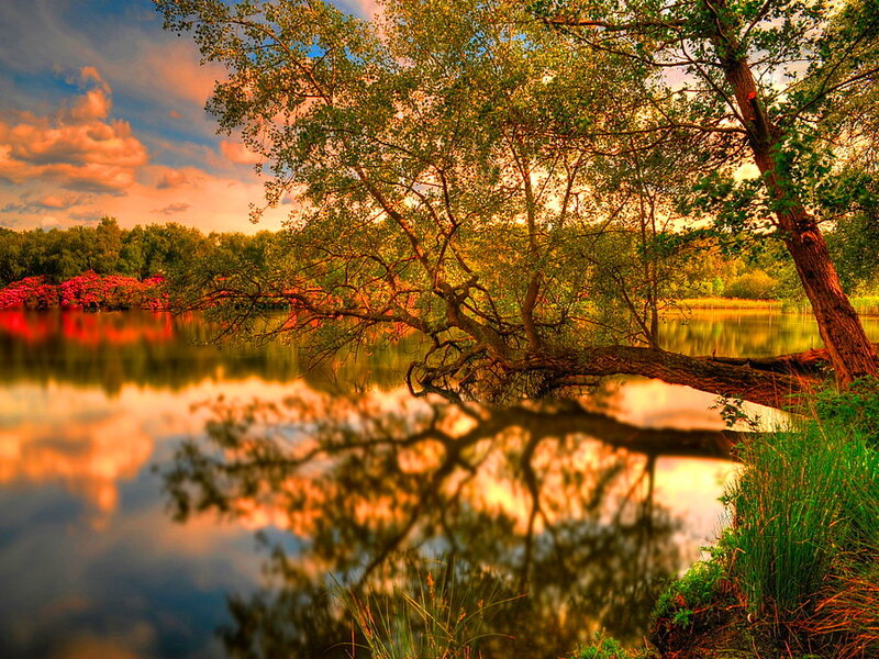 Tree over Lake at Sunset — Green