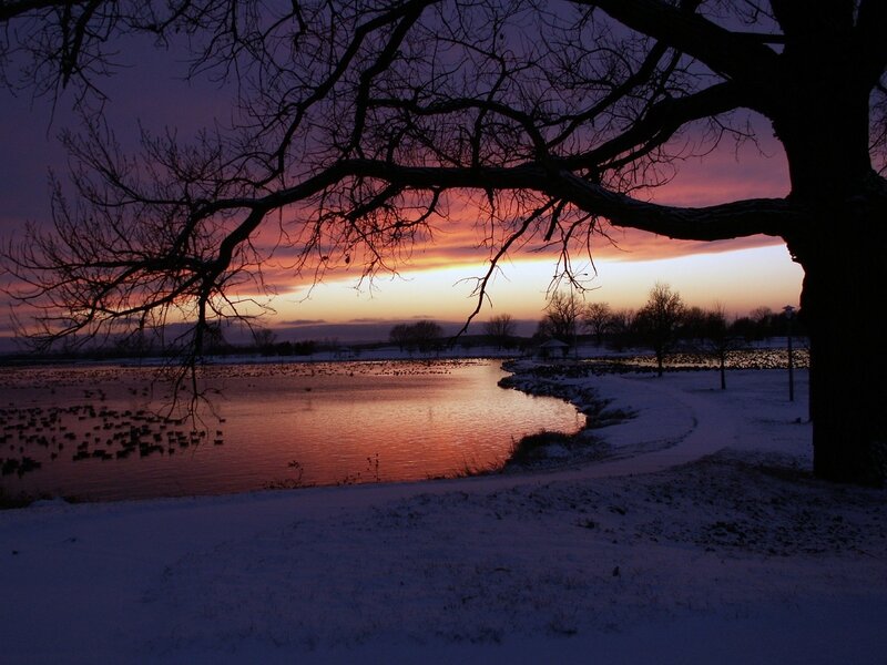 Tree over Lake at Sunset — Purple