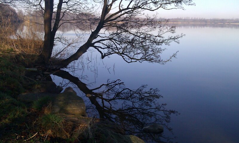 Tree over Lake — Blue
