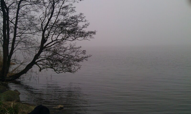 Tree over Lake — Gray