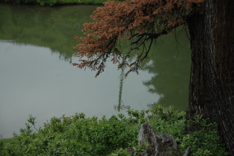 Tree over Lake — Green, Calm
