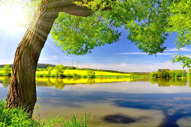 Tree over Lake — Green, Serene, Afternoon, Photograph