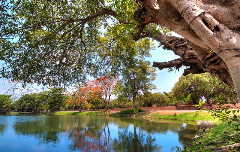 Tree over Lake — Green, Serene, Afternoon, Photograph, Trees