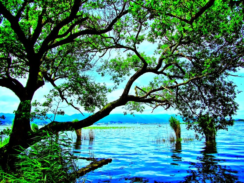 Tree over Lake — Green, Serene, Afternoon