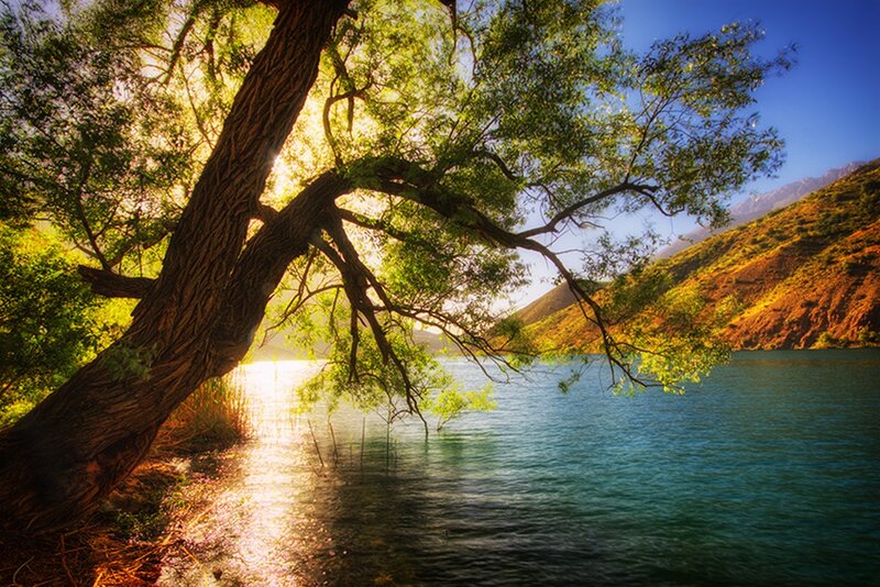Tree over Lake — Green, Serene, Sunset