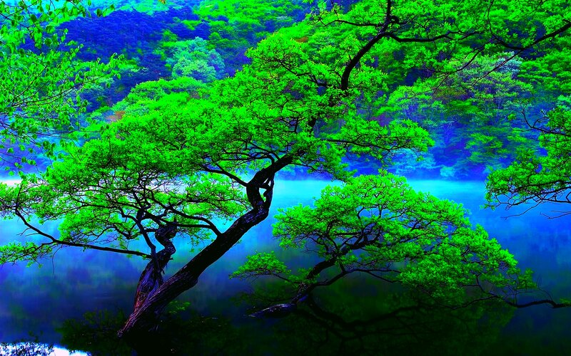 Tree over Lake — Green, Serene