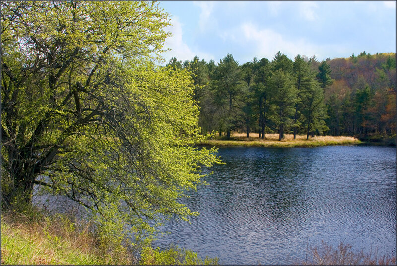 Tree over Lake — Green