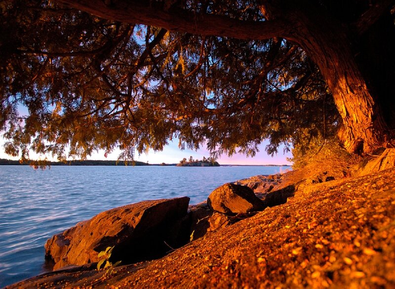 Tree over Lake Shore