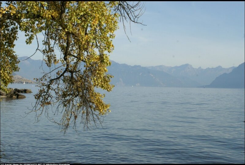 Tree over Lake