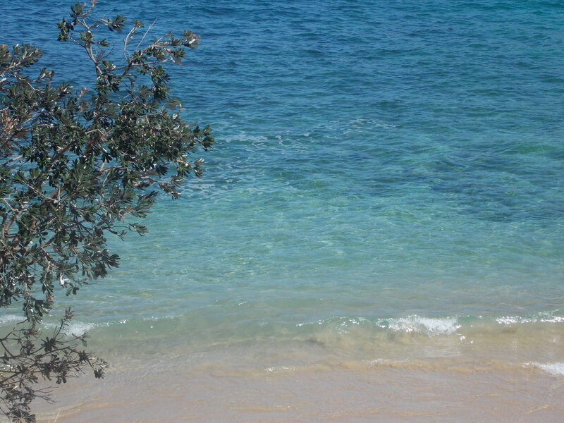 Tree over Ocean Water