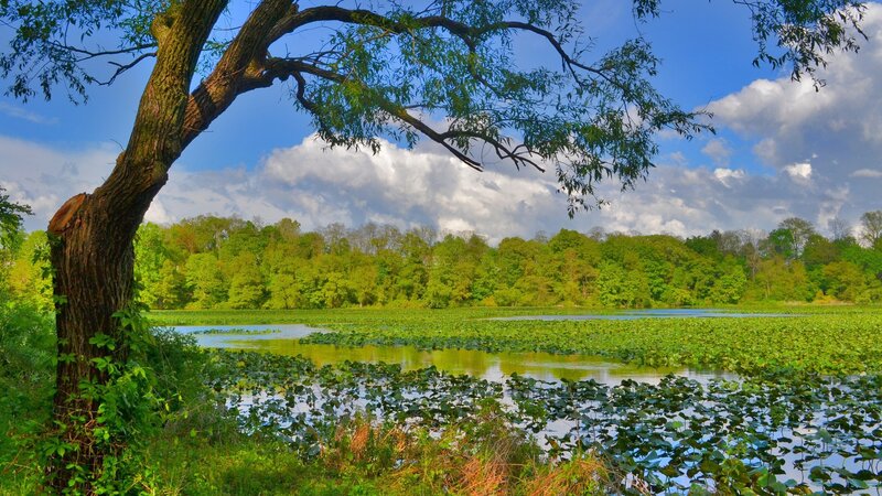 Tree over Pond — Green, Serene, Afternoon