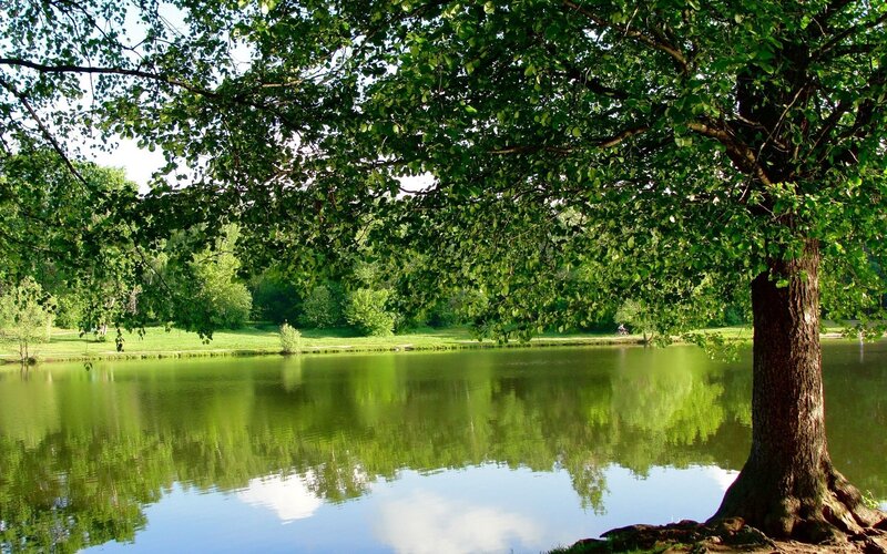 Tree over Pond — Green, Serene