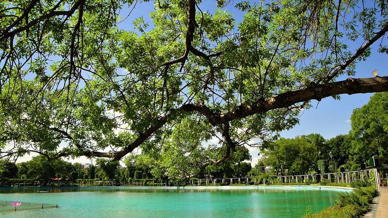 Tree over Pond — Green