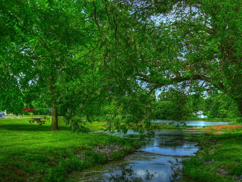 Tree over Pond in Park