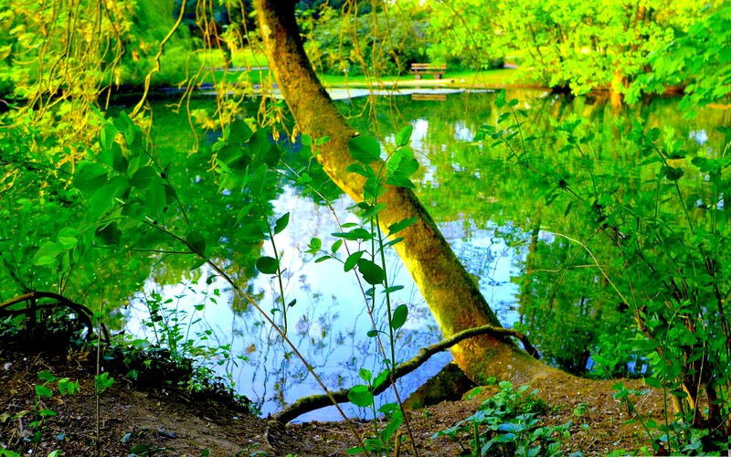 Tree over Pond