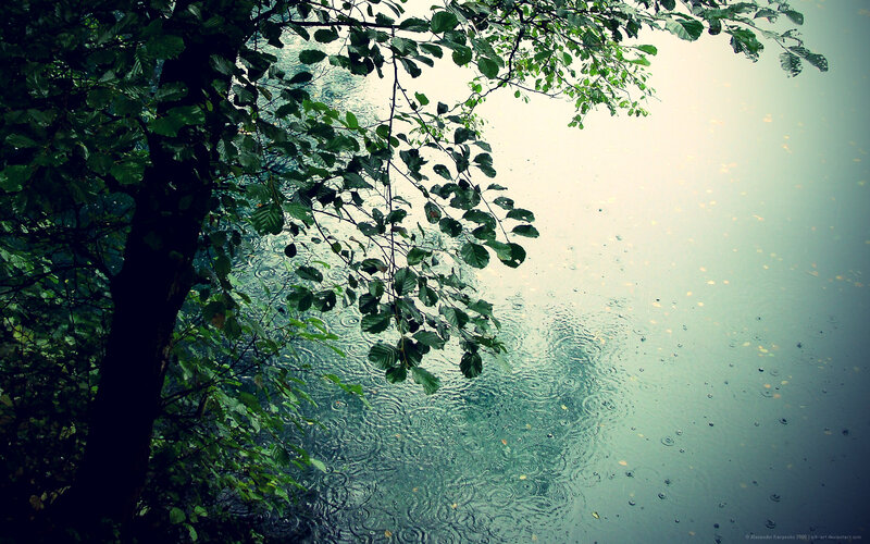 Tree over Rain-splashed Water