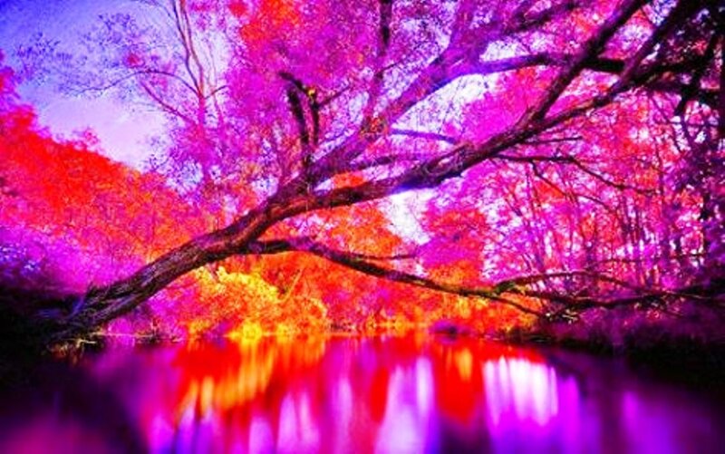 Tree over River — Purple