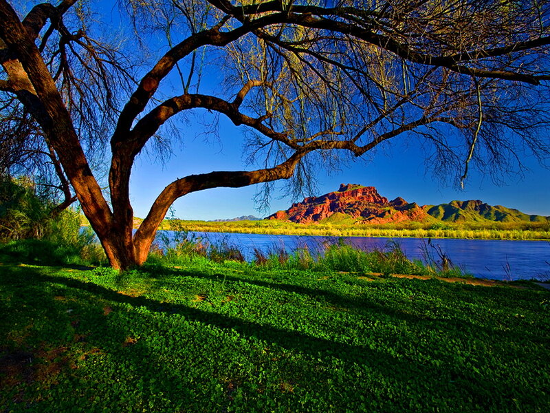 Tree over River