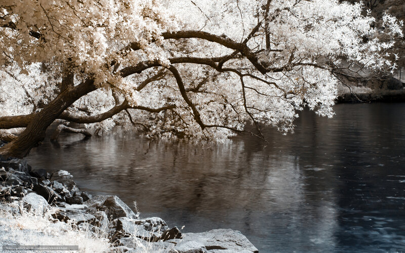 Tree over River — White