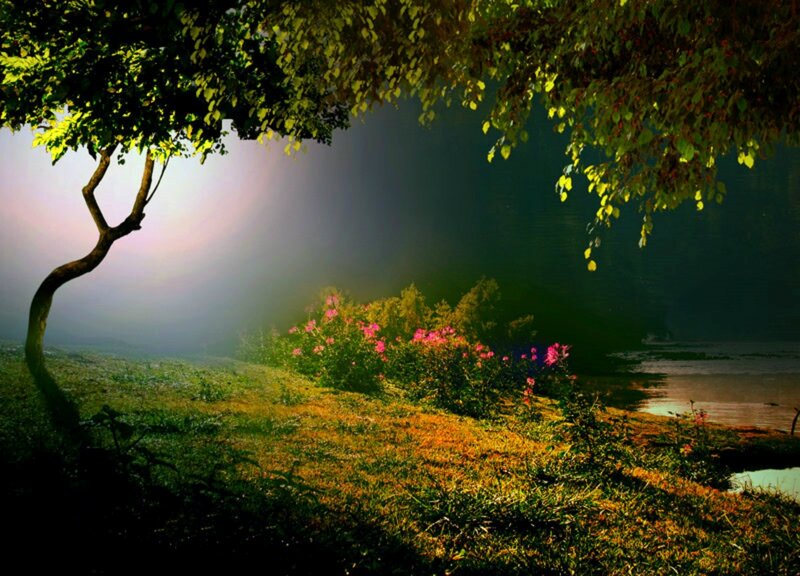 Tree over Riverbank