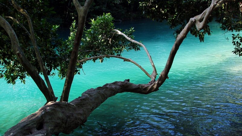 Tree over turquoise river