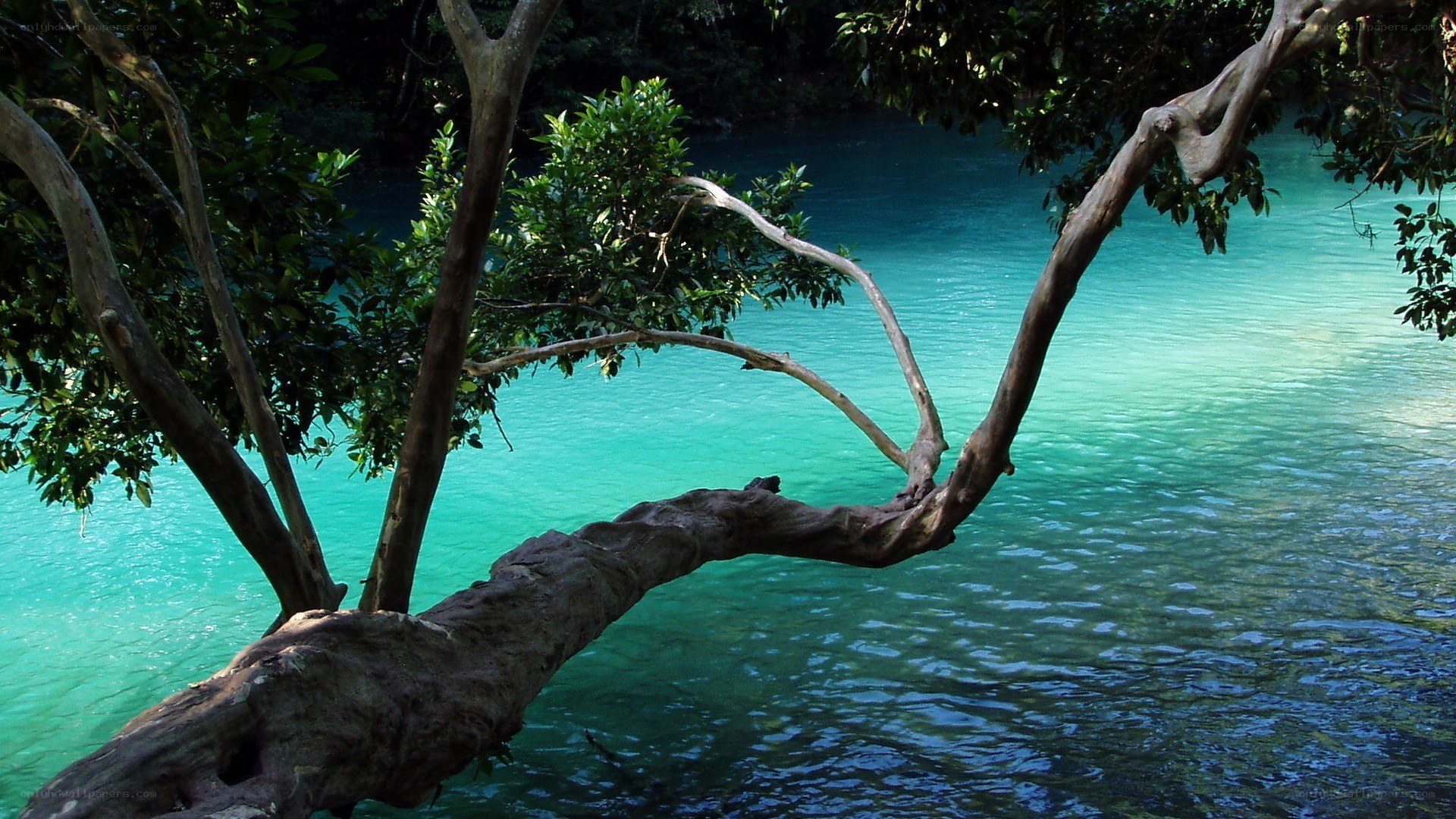Tree over turquoise river