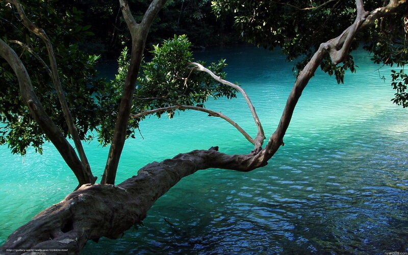 Tree over turquoise river