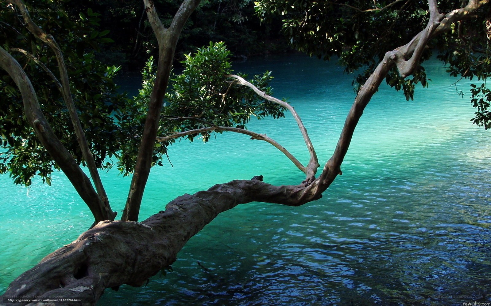 Tree over turquoise river