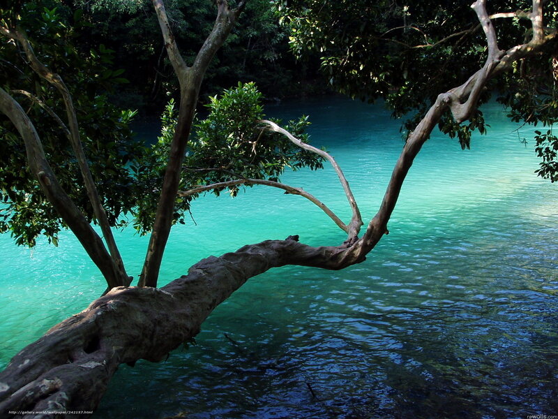 Tree over turquoise water