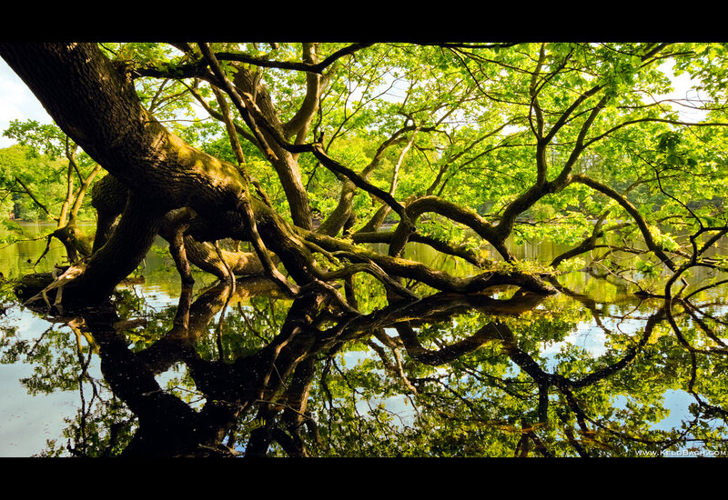 Tree over Water — Green, Serene