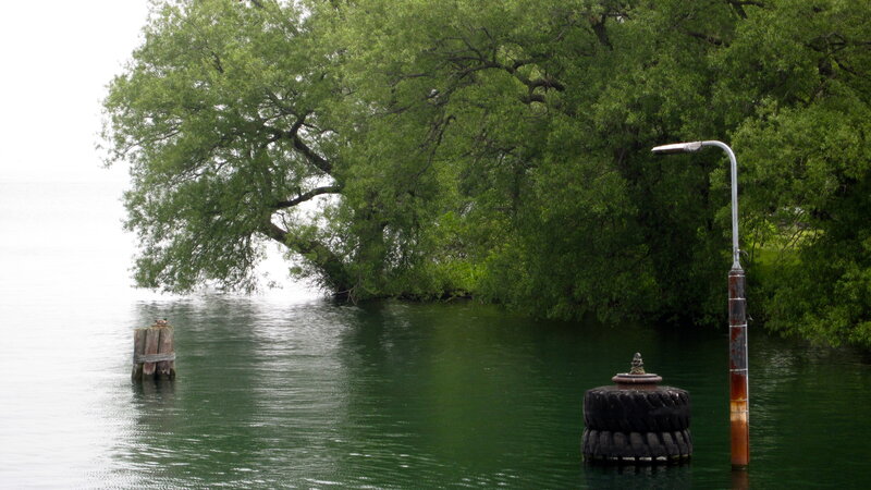 Tree over Water — Green