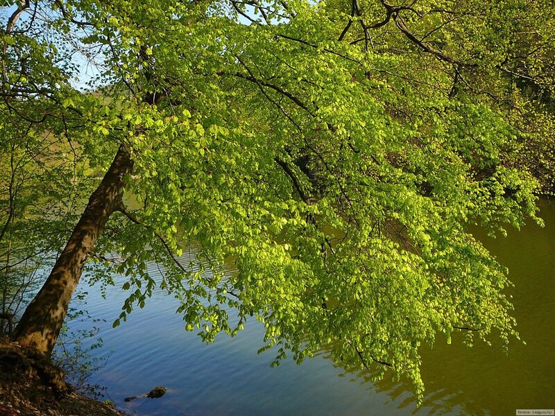 Tree overhanging a lake