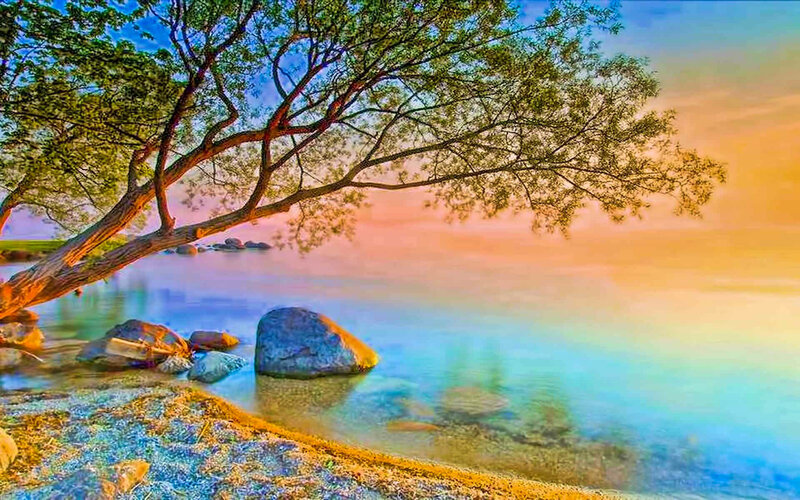 Tree overhanging a lake at sunset