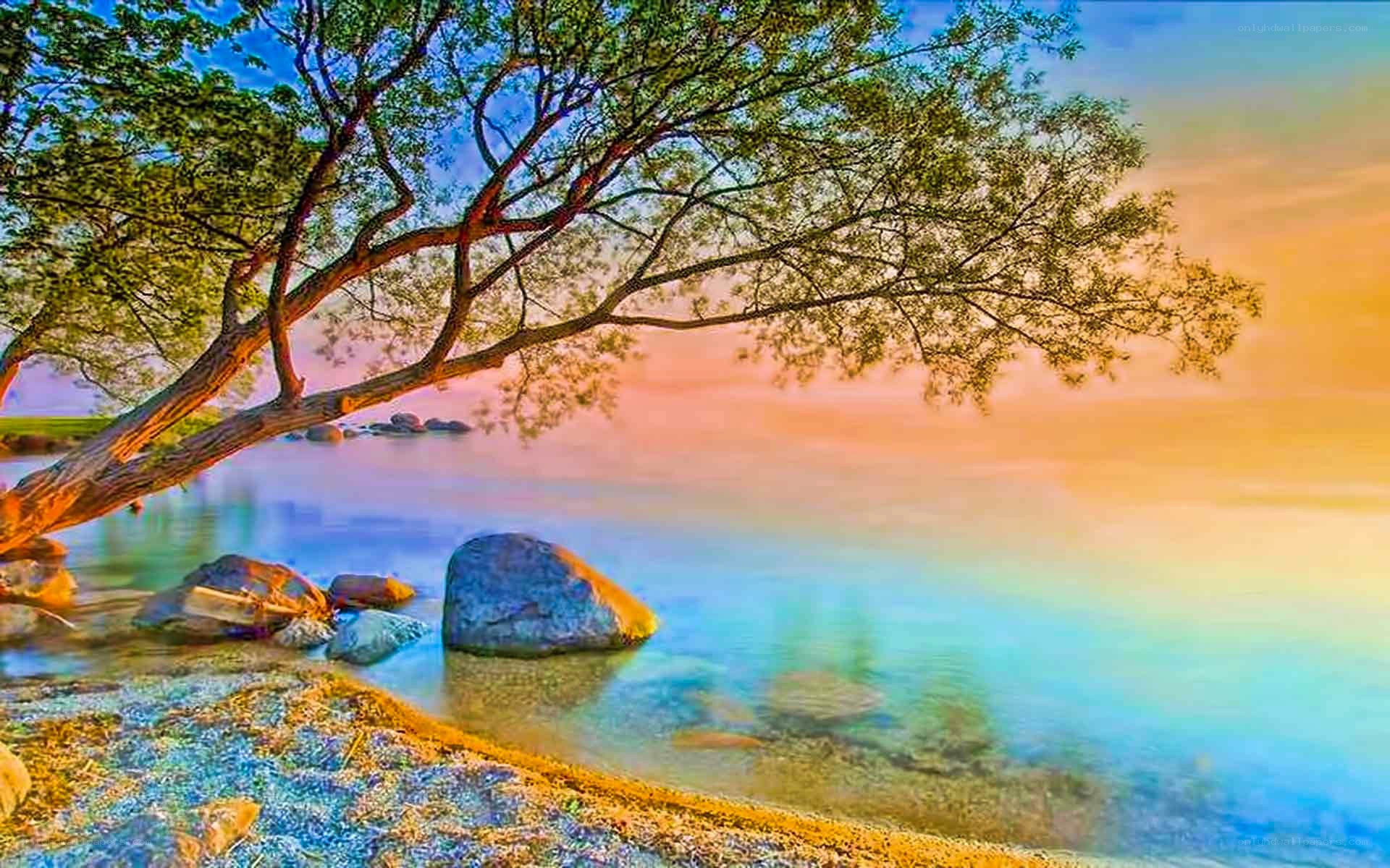 Tree overhanging a lake at sunset