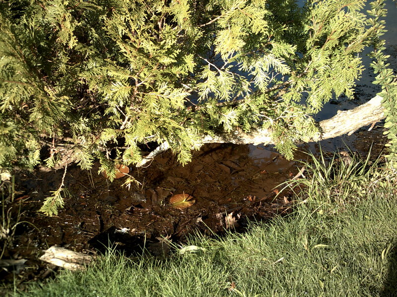Tree overhanging a pond