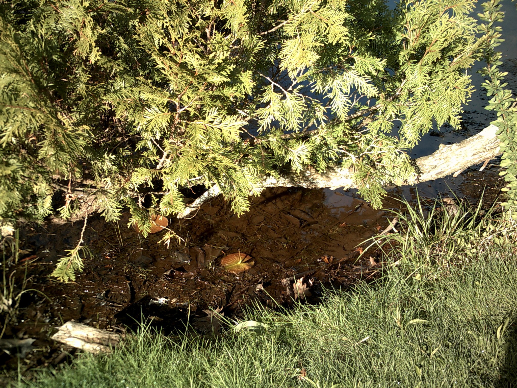 Tree overhanging a pond