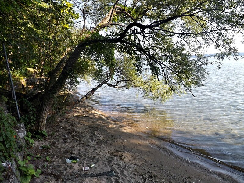 Tree Overhanging Lake — Green